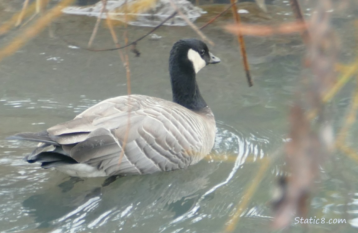 Cackling Goose paddling in the water