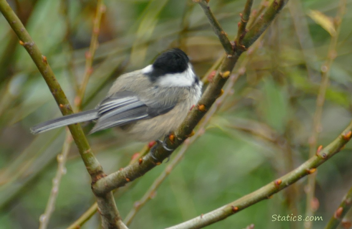 Chickadee with her back turned