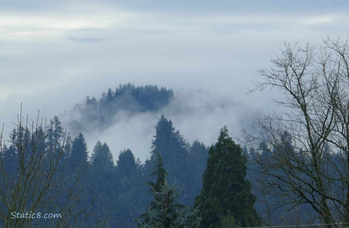 Trees and fog on the hill in the distance