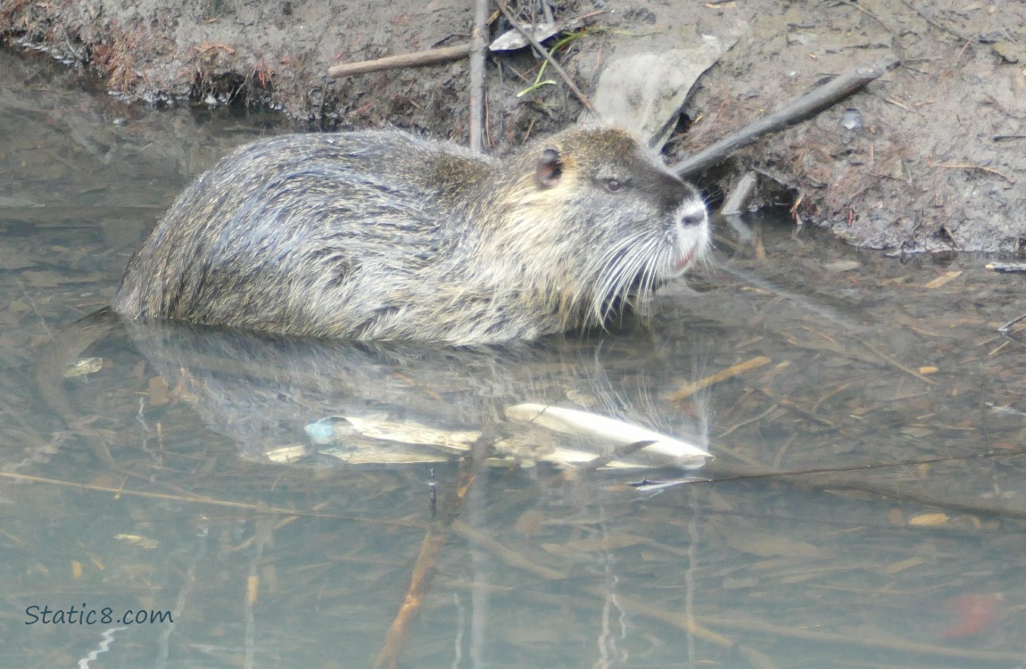 Nutria in the water next to the bank of the creek, surrounded by litter