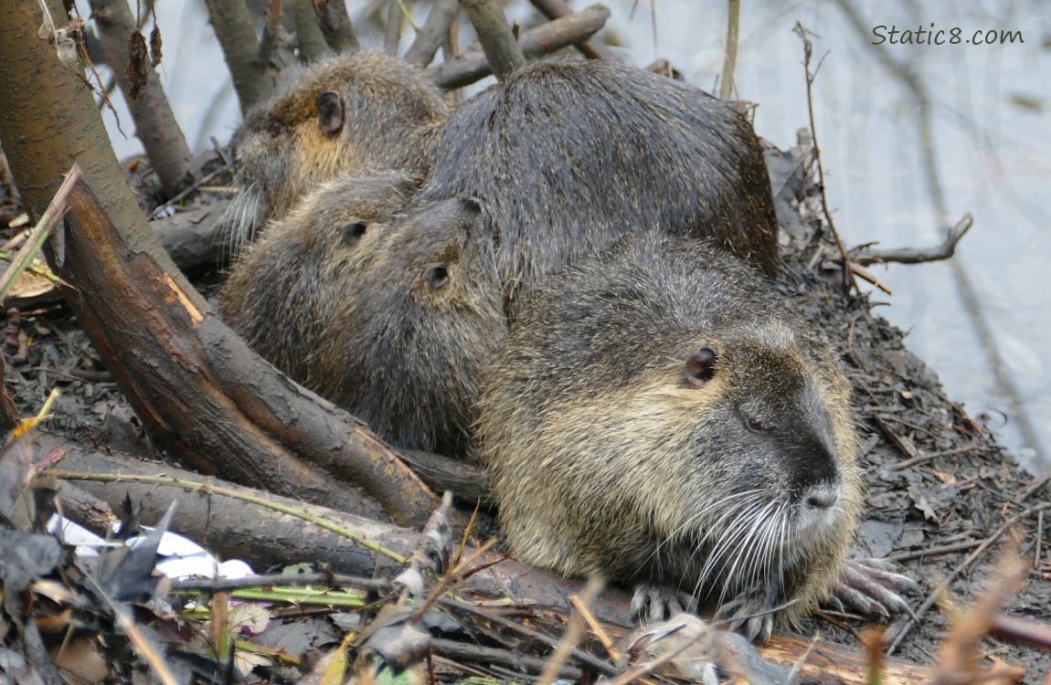 Nutria babies leaning against Mama