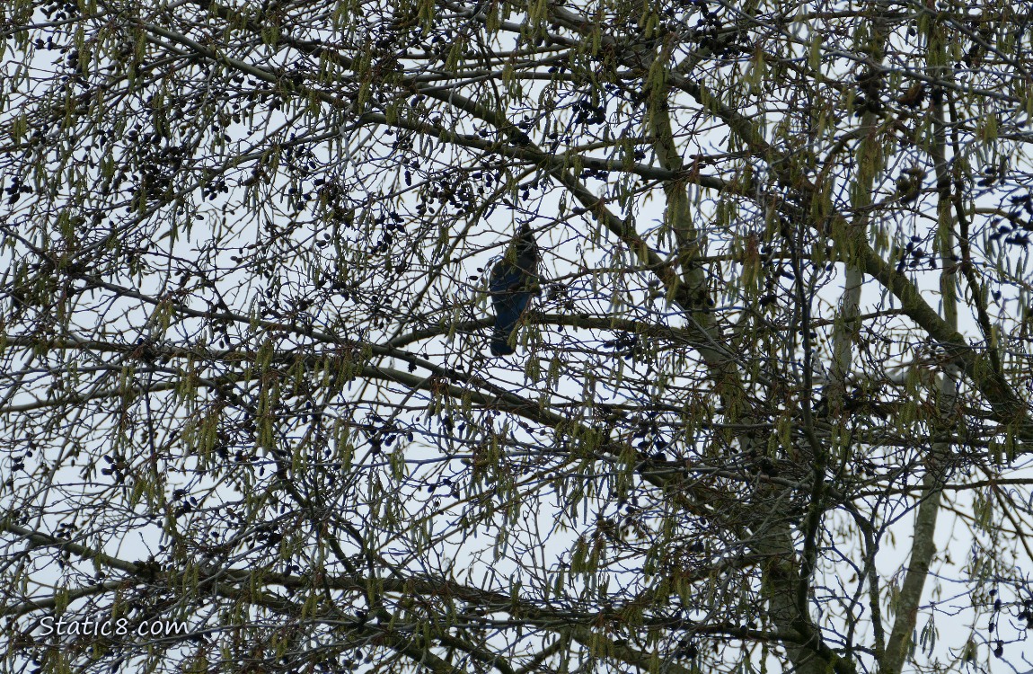 Steller Jay in a Alder tree with catkins
