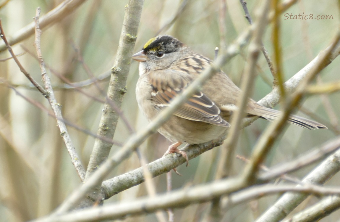 Golden Crown Sparrow standing on a twig in a winter bare tree