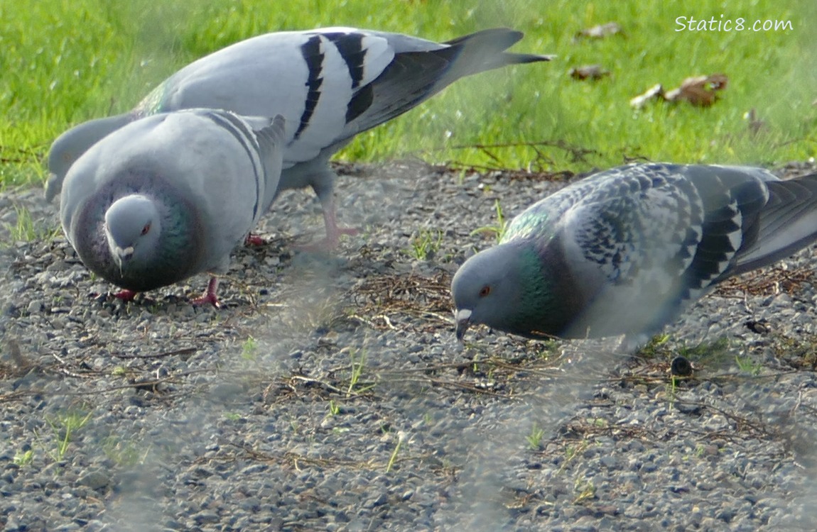 Three Rock Doves pecking at the ground