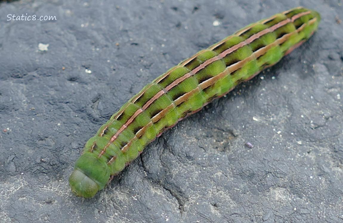 Green Caterpillar walking on the path