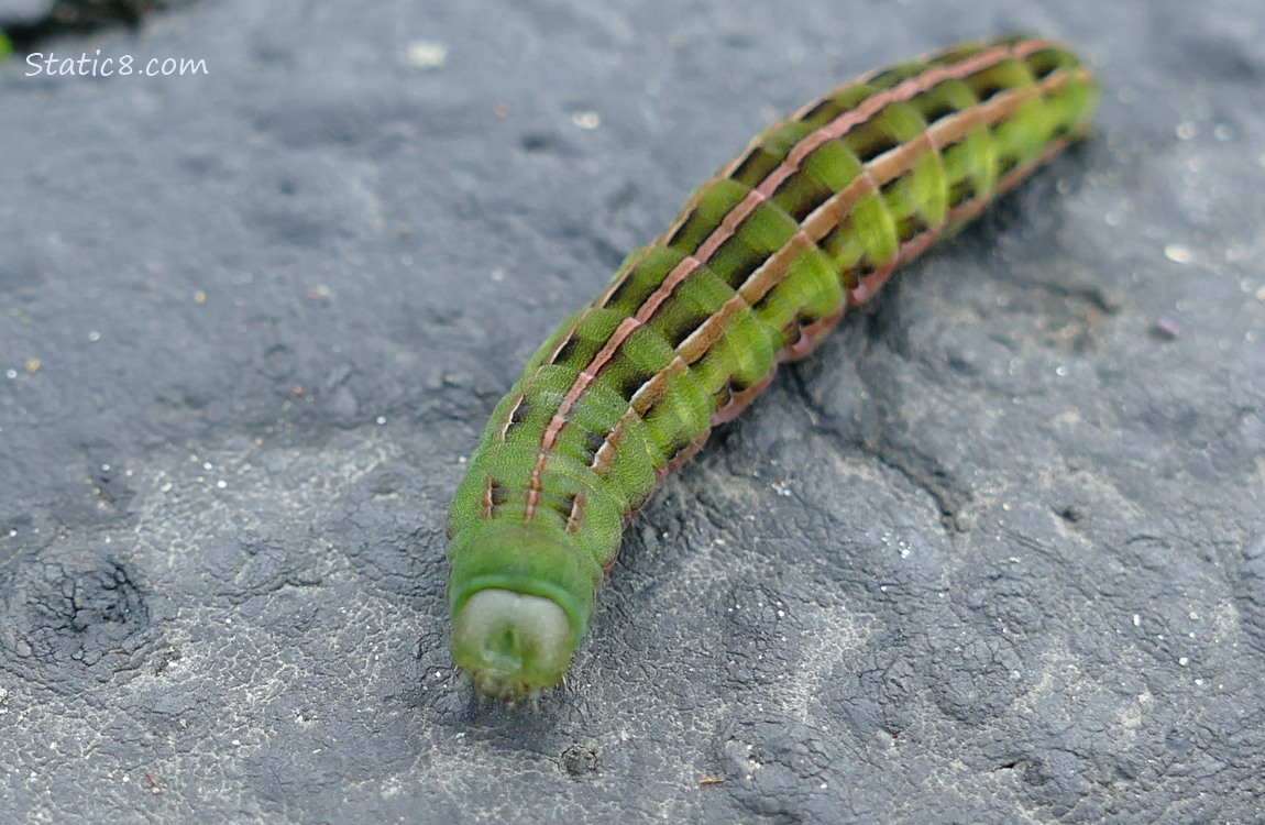 Green Caterpillar turned to the camera