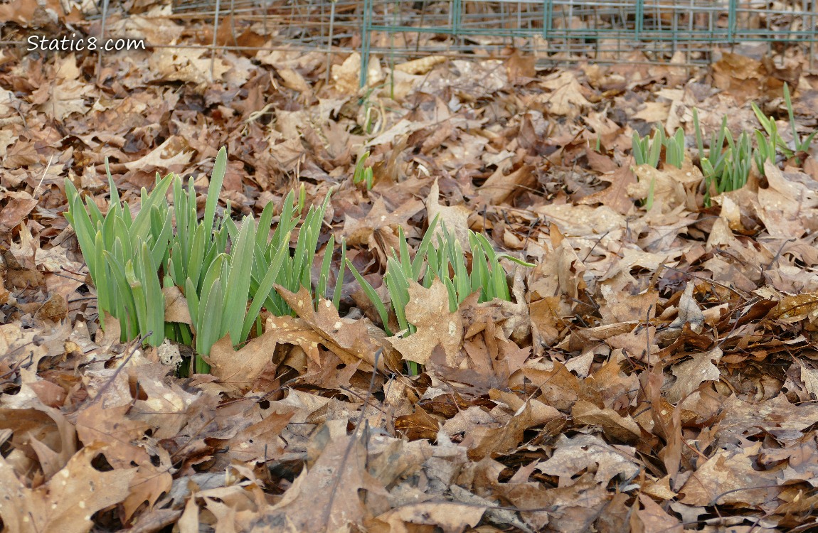 Garlic plants growin in the leaf mulch