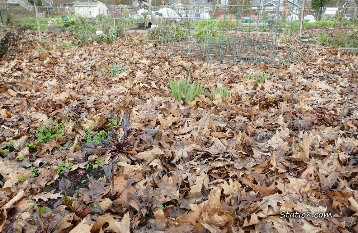 Garden plot covered with dead leaf mulch