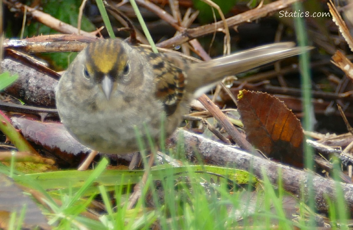 Golden Crown Sparrow standing on the muddy ground