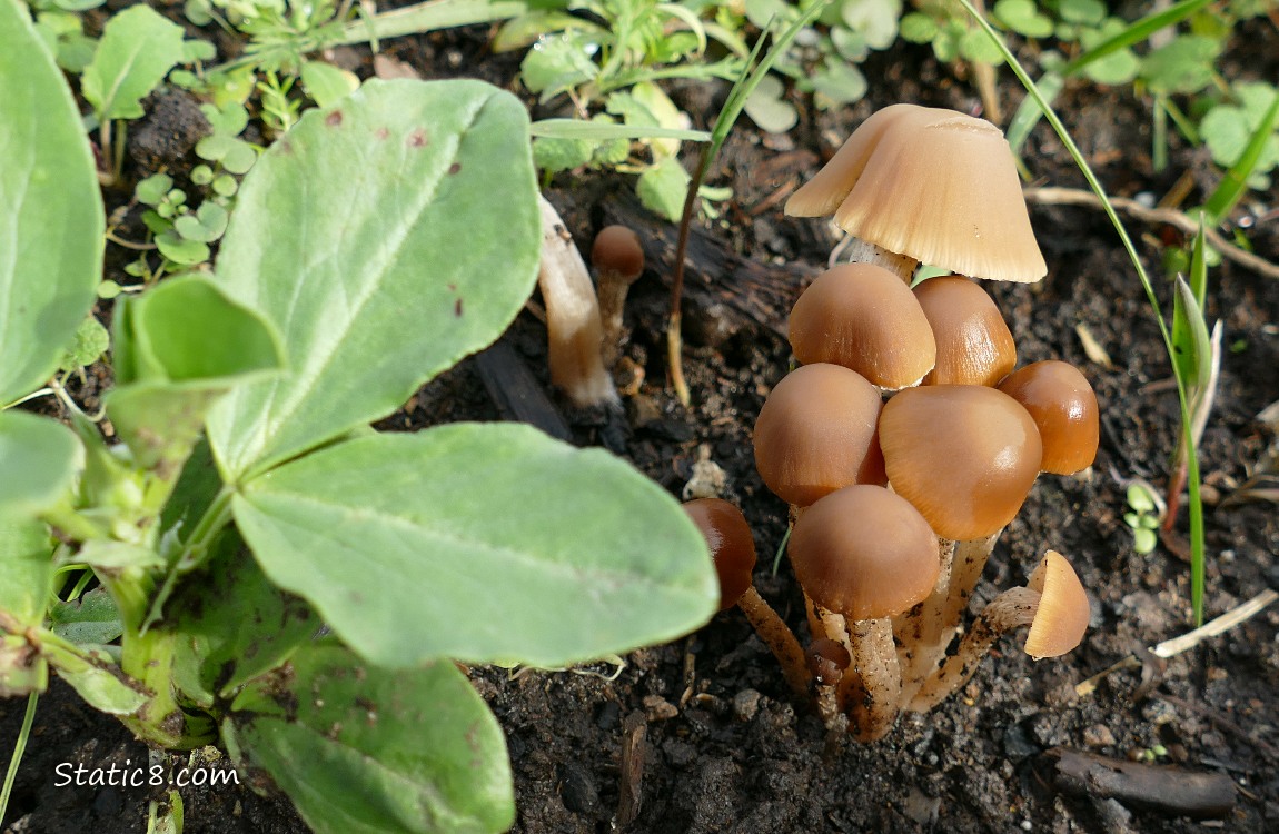 Mushrooms growing next to Fava in the dirt
