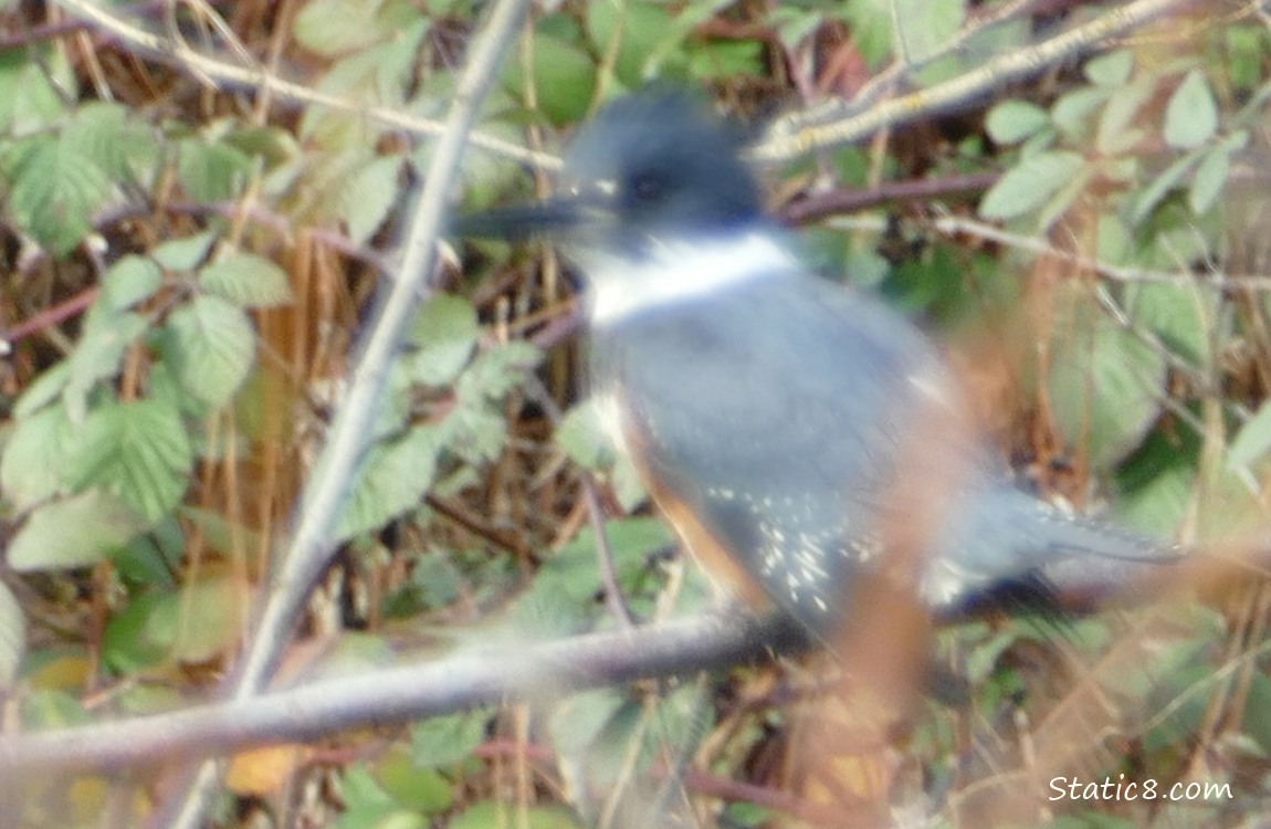 Blurry Belted Kingfisher standng on a stick