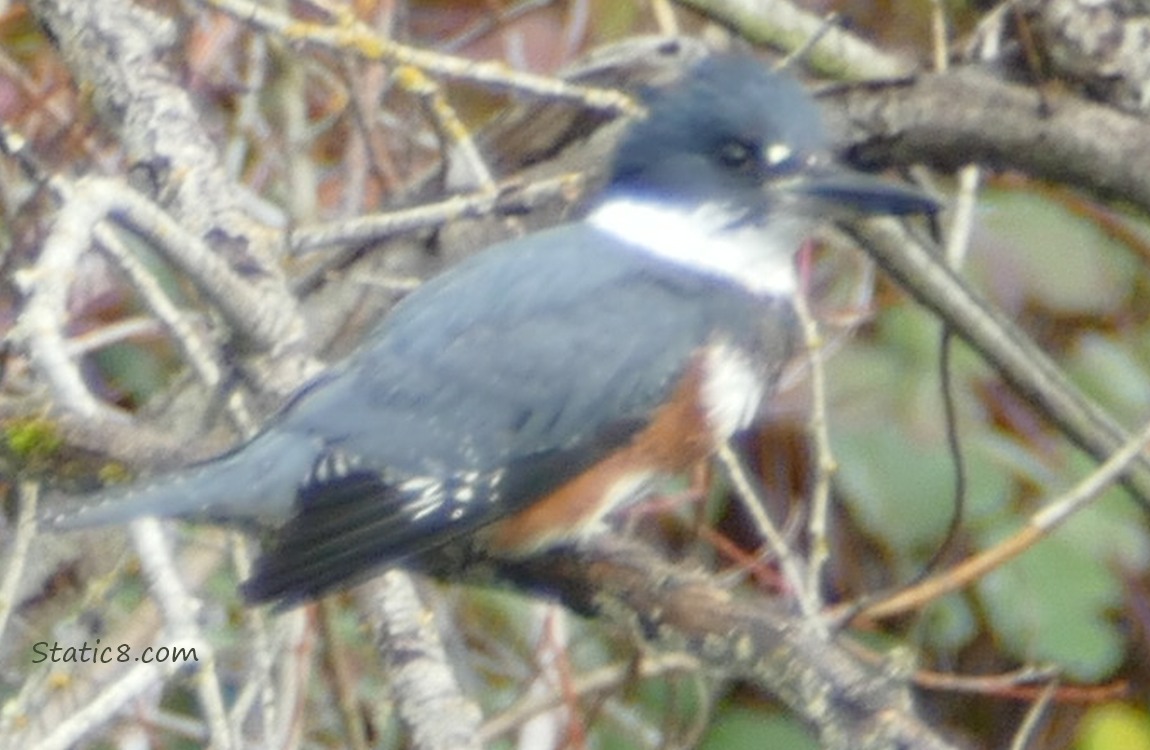 Belted Kingfisher standing on a stick