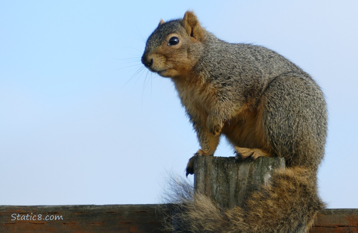 Squirrel standing on a wood fence post