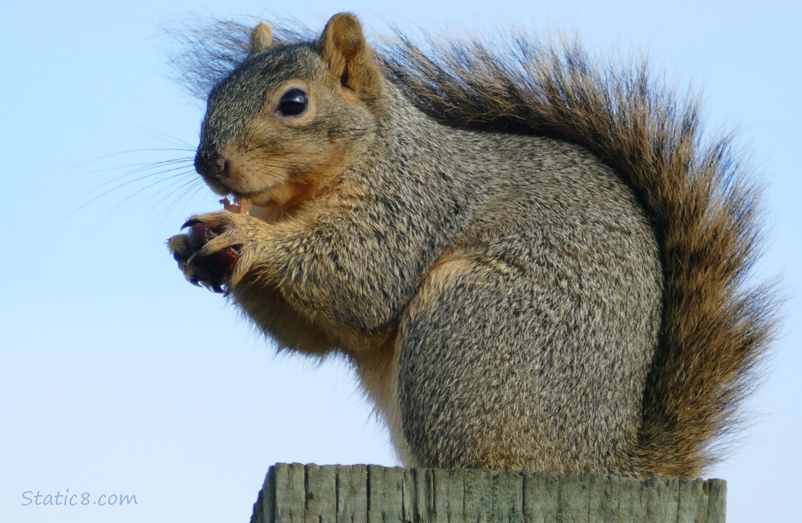Squirrel sitting on a wood fence post, holding something to eat in her hands