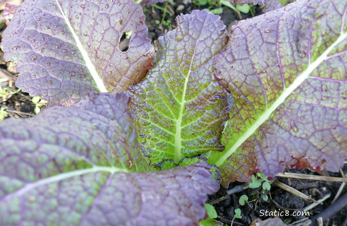 Leaves of purple and green