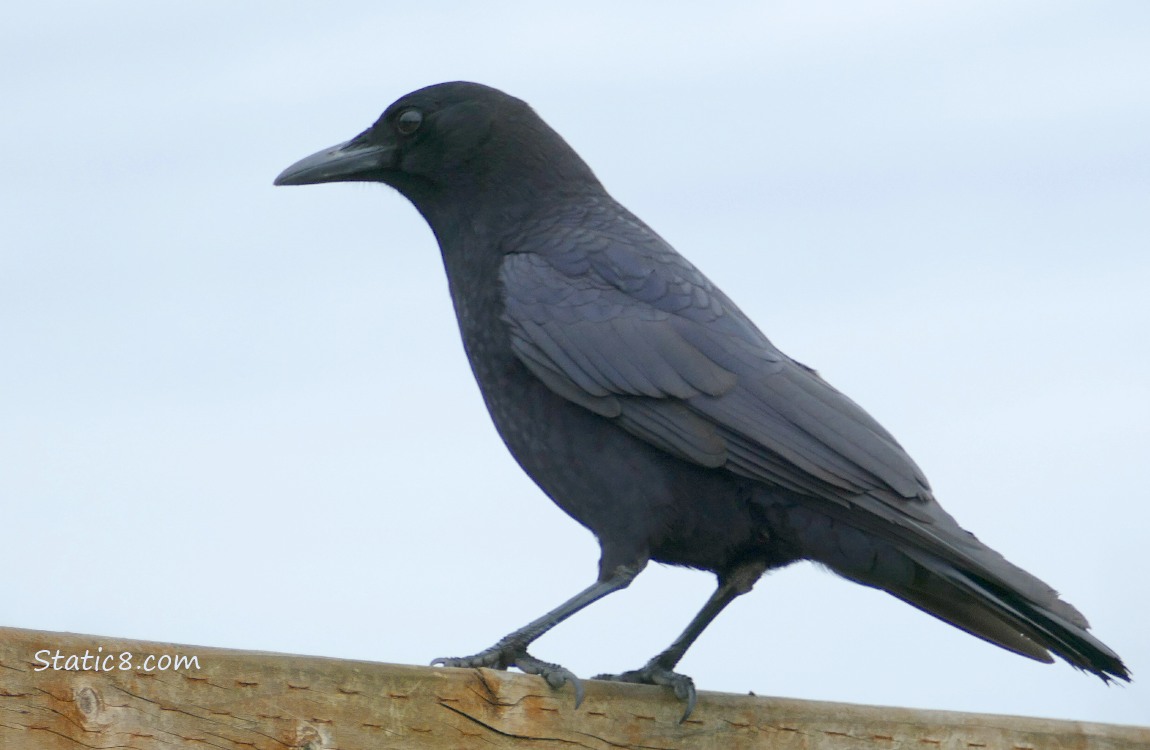American Crow standing on a wood fence, grey sky behind