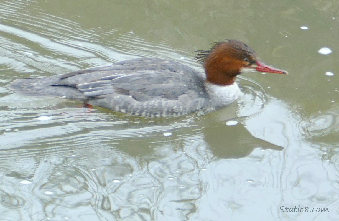 Female Common Merganser, paddling on the water