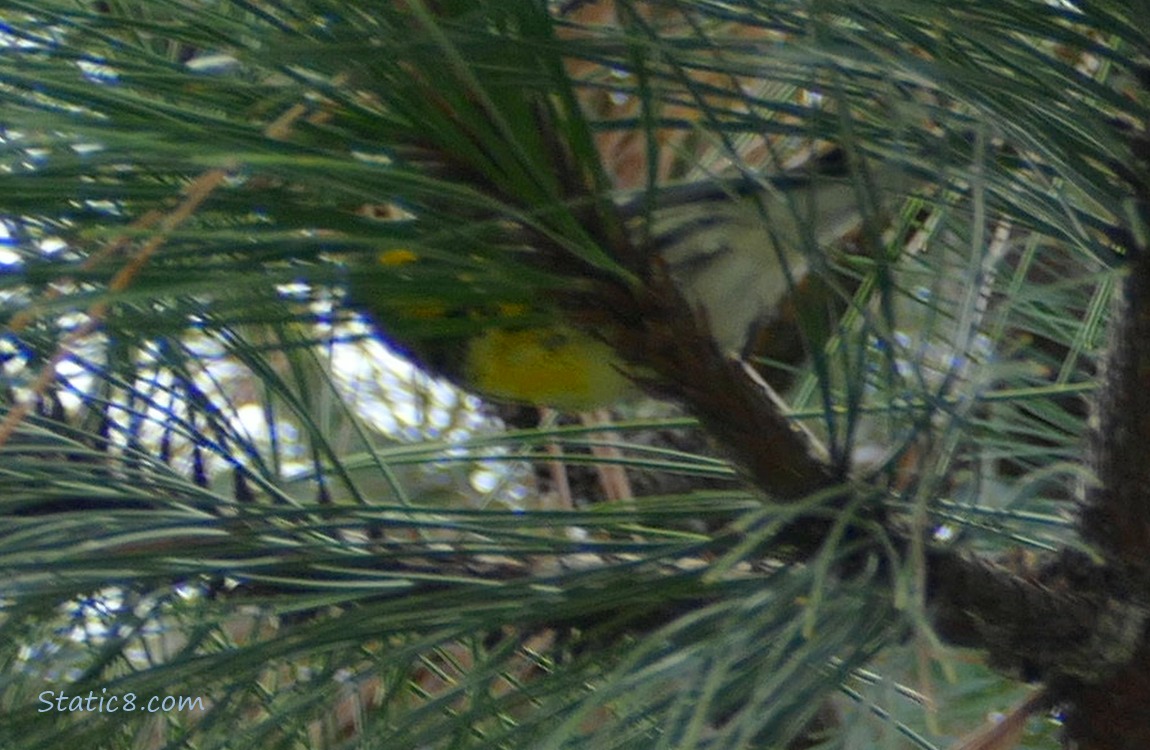 Blurry yellow bird behind pine needles