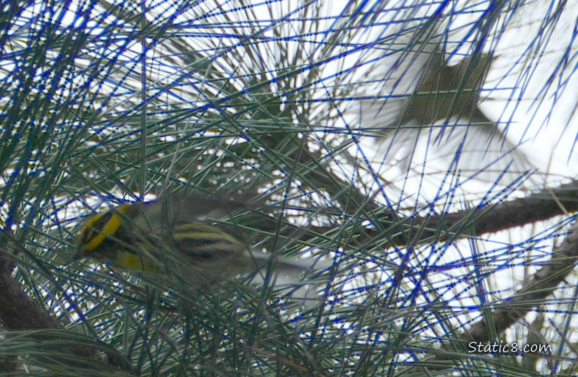 Townsend Warbler hidden behind pine needles