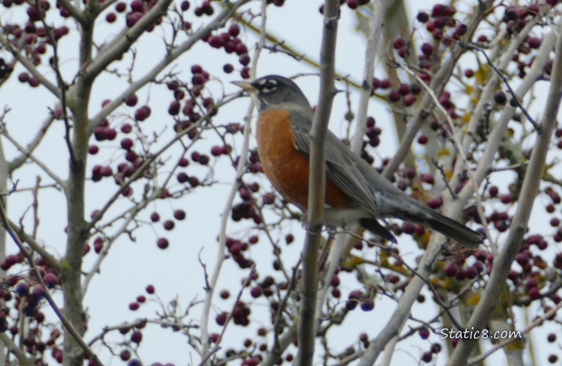 American Robin standing in a winter bare tree surrounded by red fruits
