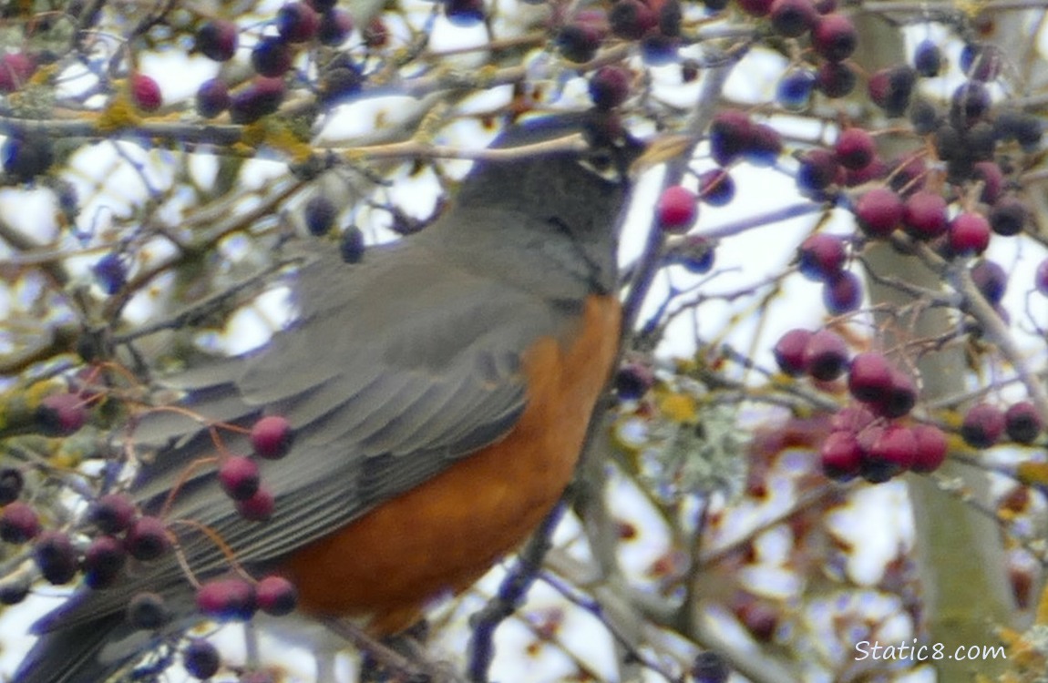 American Robin standing in a bare Hawthorn tree surrounded by berries