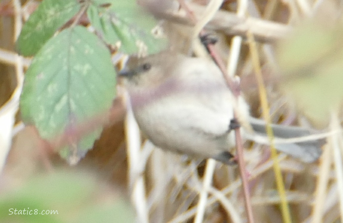 Blurry Bushtit
