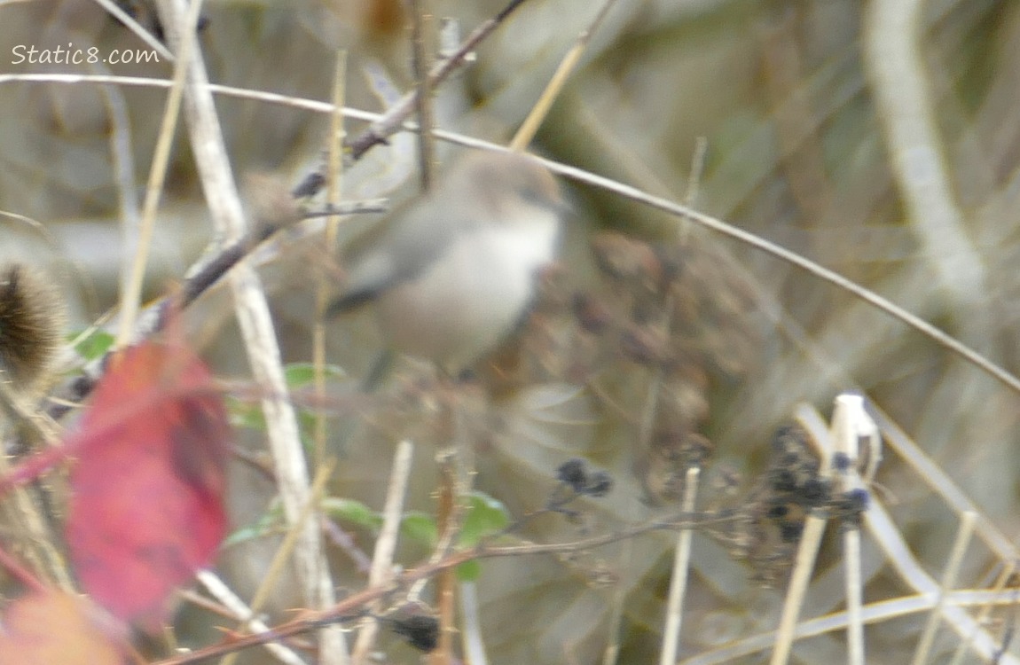 Very Blurry Bushtit