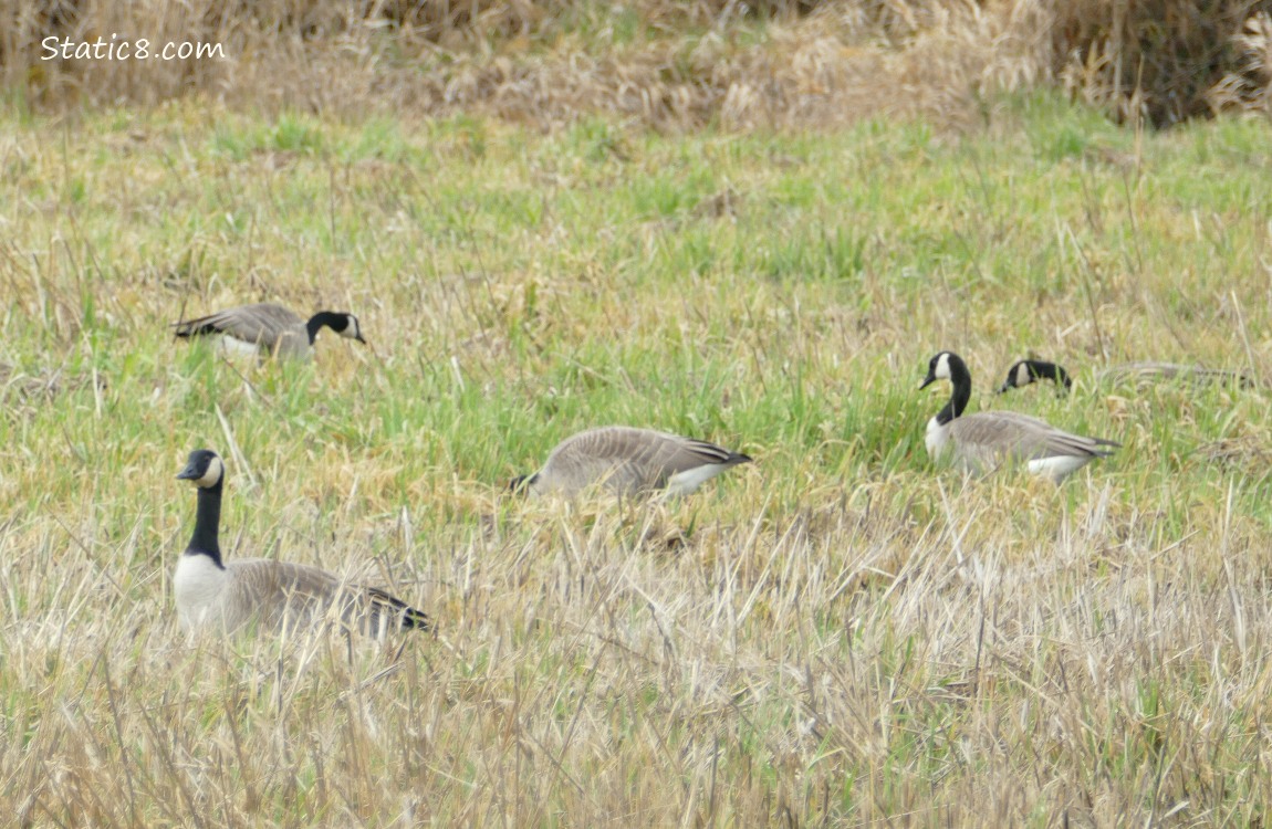 Canada Geese standing in the grass