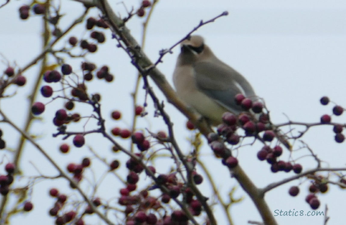 Blurry Cedar Waxwing standing in a bare Hawthorn tree surrounded by berries