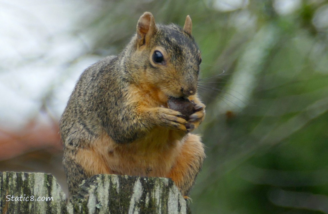 Squirrel sitting on a wood post, eating a nut