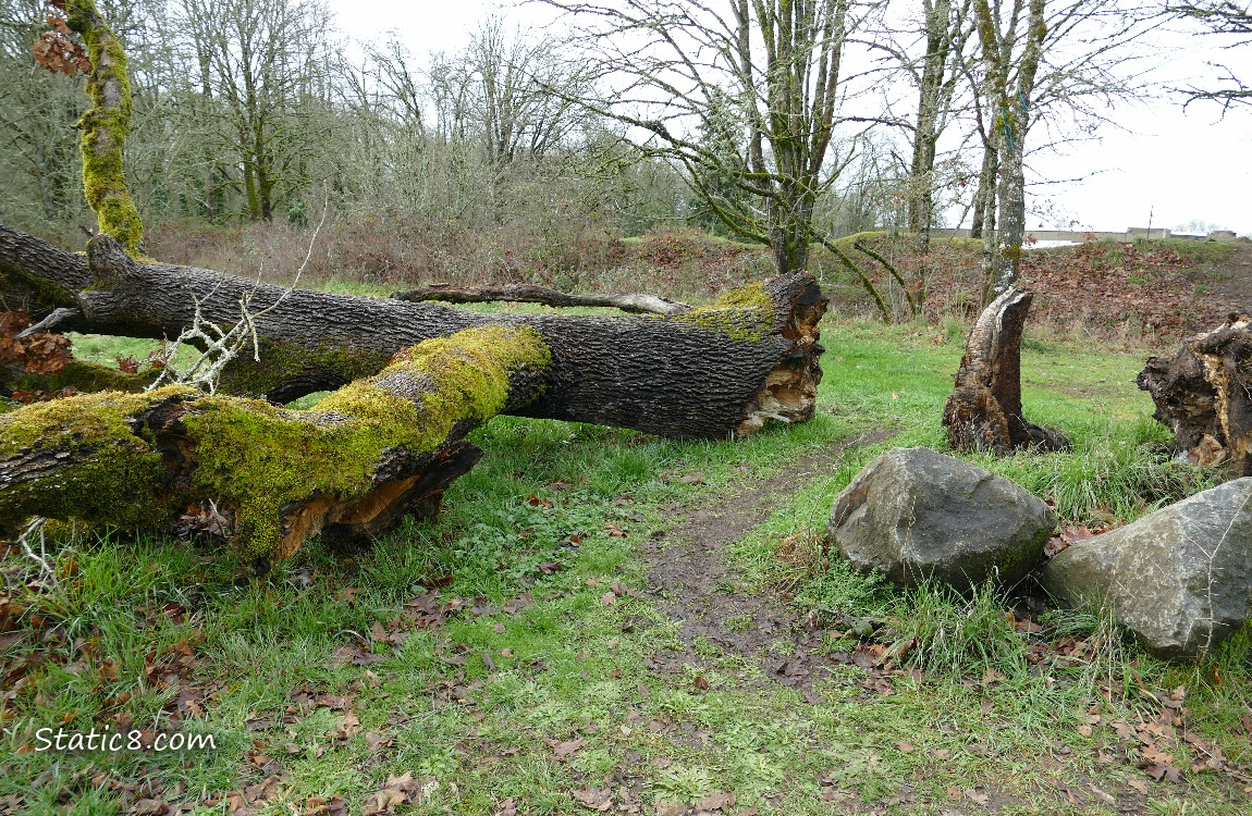 Path thru fallen oak trees