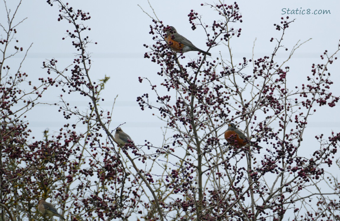 Birds standing in a winter bare Hawthorn tree loaded with berries