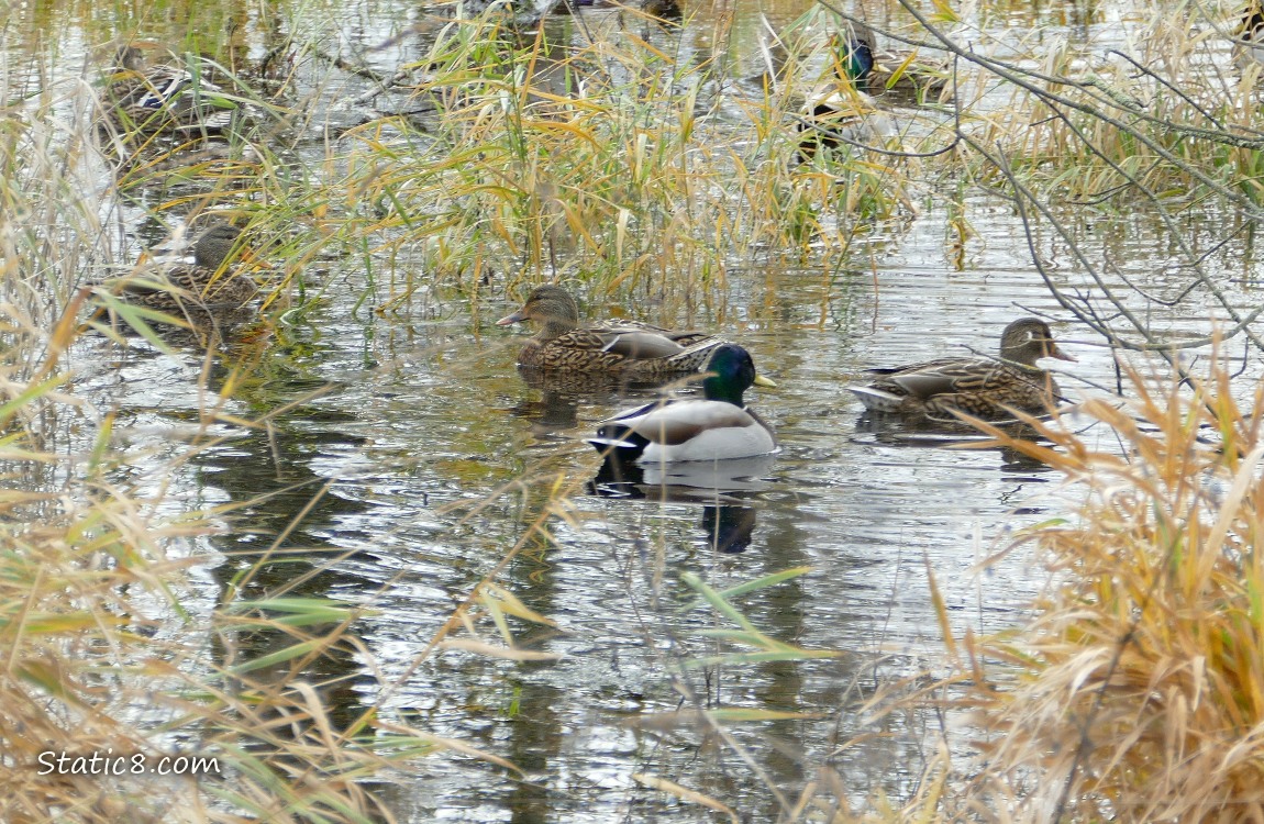 Mallards paddling on shallow water, surrounded by yellow grasses