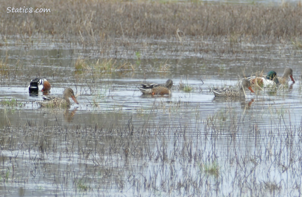 Northern Shoveler ducks paddling in shallow water with grass