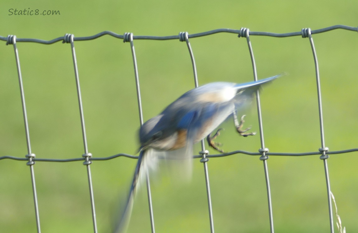 Bluebird flying from the perch, wire fence in the background