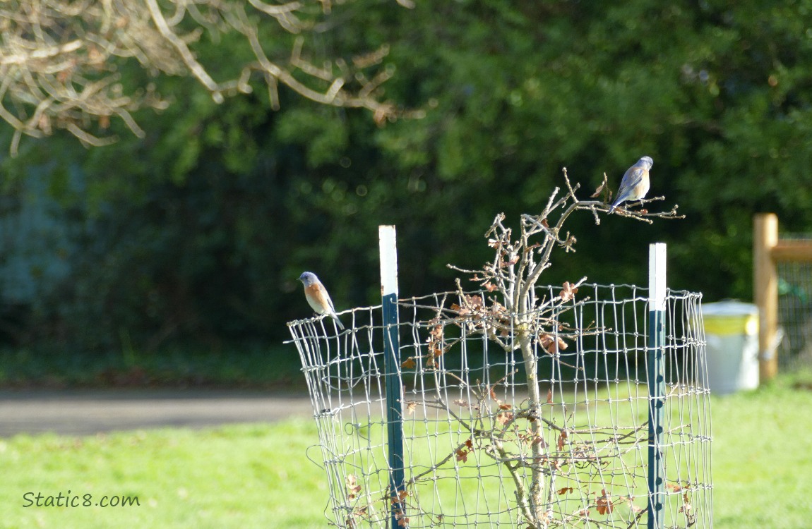 Two Bluebirds standing in an oak sapling