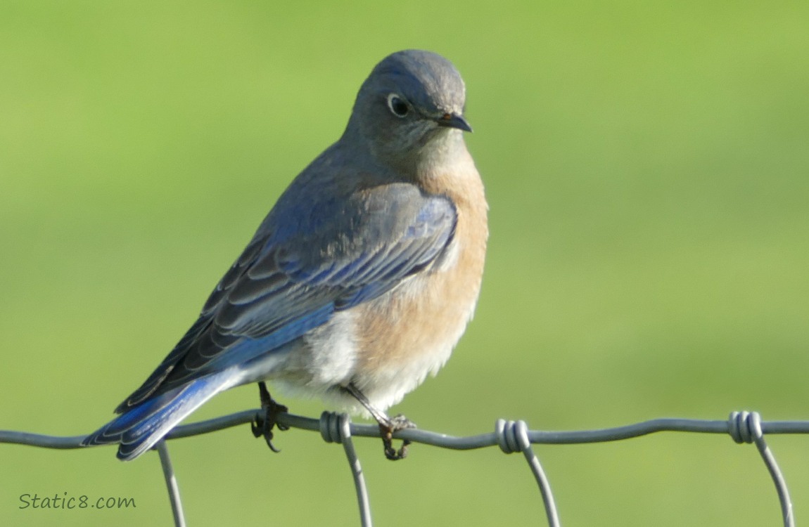 Bluebird standing on a wire fence