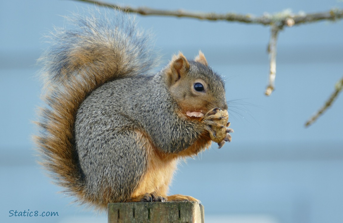 Squirrel standing on a wood post, eating a peanut