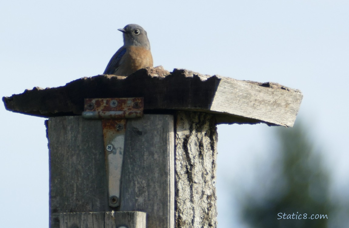 Bluebird standing over a nesting box