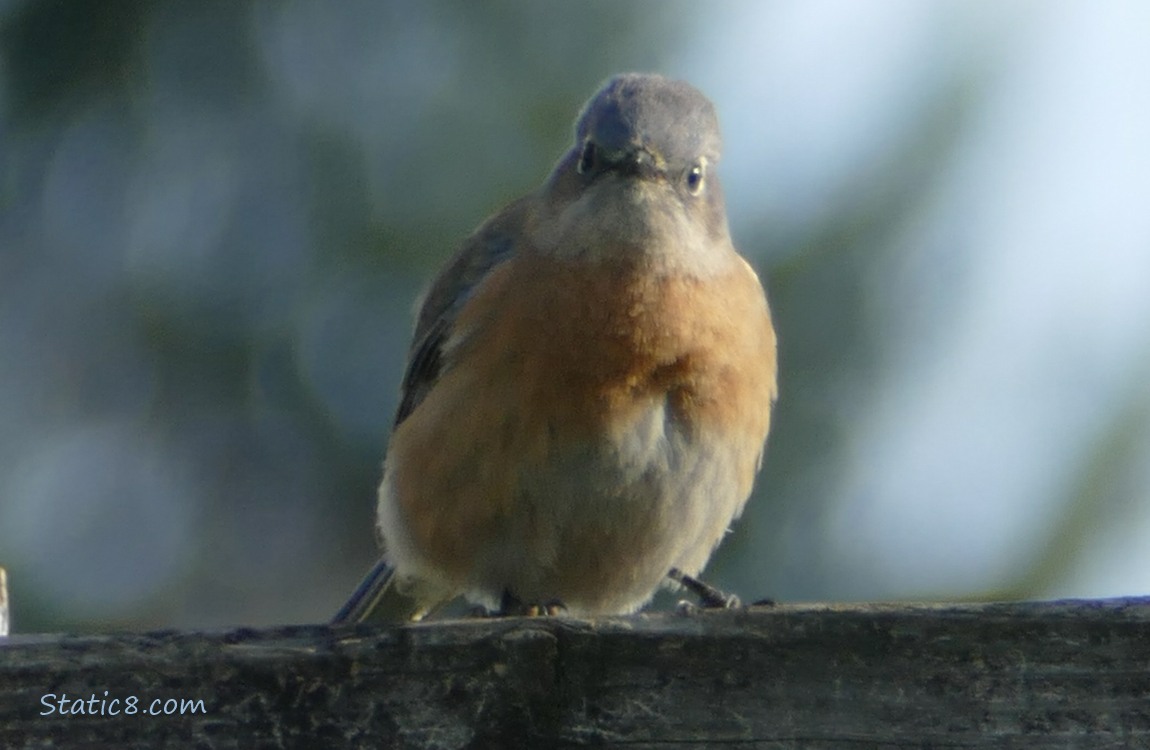 Bluebird standing on a wood fence