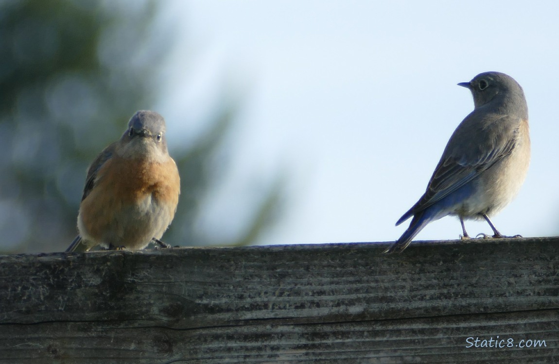 Two Bluebirds standing on a wood fence