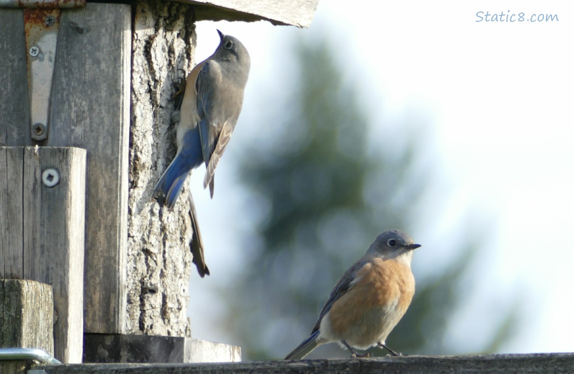 Bluebirds next to a nesting box