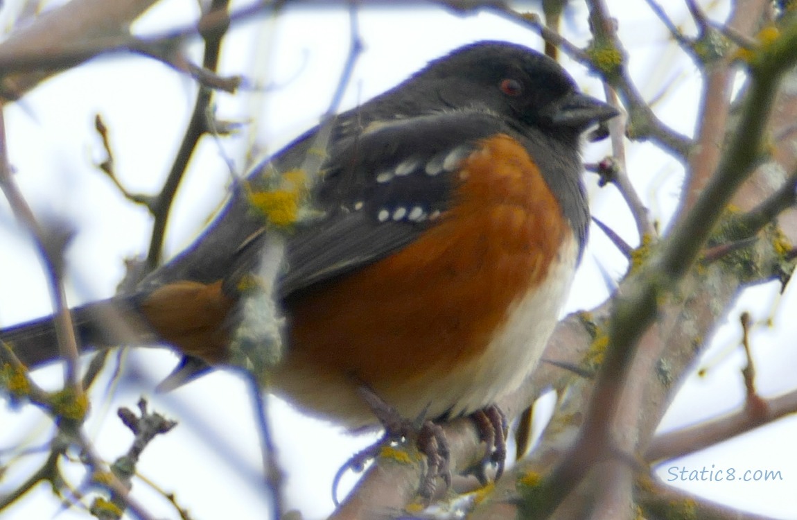 Looking up at a Spotted Towhee, standing in a winter bare tree