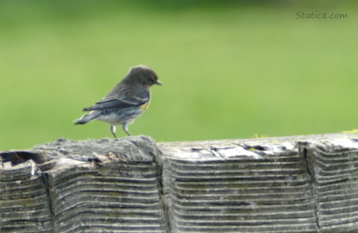 Yellow Rump Warbler standing on a wood railing