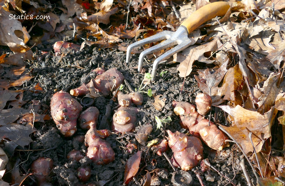 Sunchoke roots exposed with a hand fork