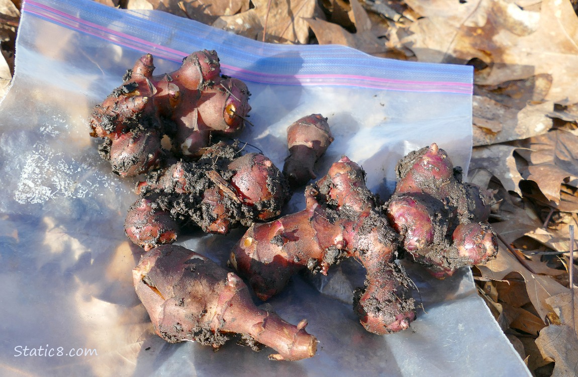 Harvested Sunchoke roots