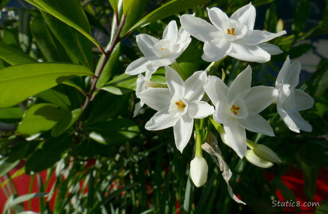 White Narcissus blooms surrounded with bright leaves