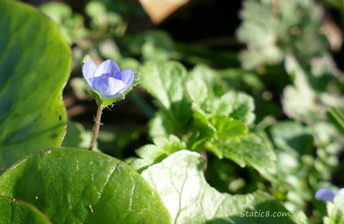 Close up of a Speedwell bloom