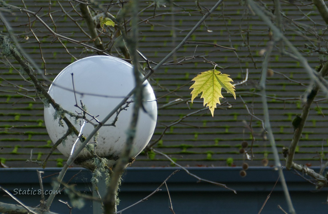 A single Sycamore leaf hanging next to a path lamp