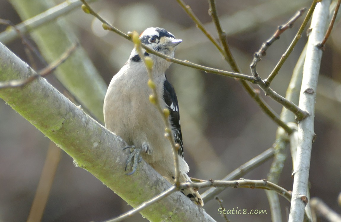 Downy Woodpecker standing on a branch